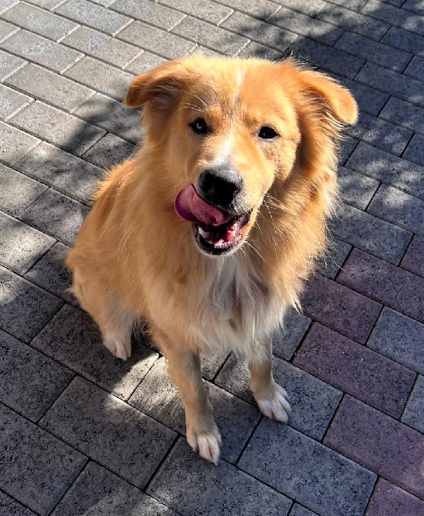 DIOR CAGNOLINO FULVO Foto 6